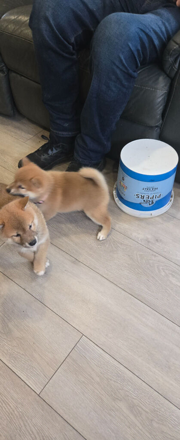 Gorgeous Shibas