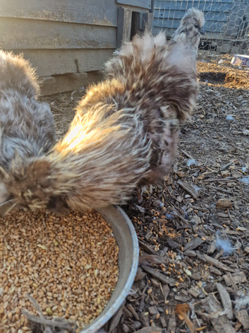 Silkie males and silkie crossed females