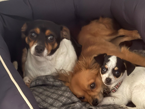 Jrt x chi bitch pup