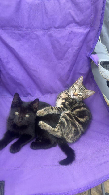 Two kittens for rehoming