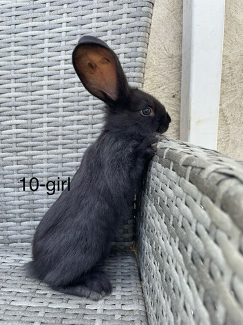 Gorgeous litter of continental giants