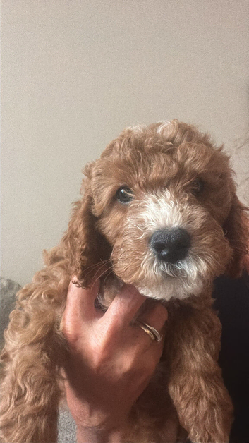 F1B Cavapoo puppies READY NOW
