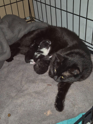 3 adorable little kittens for sale