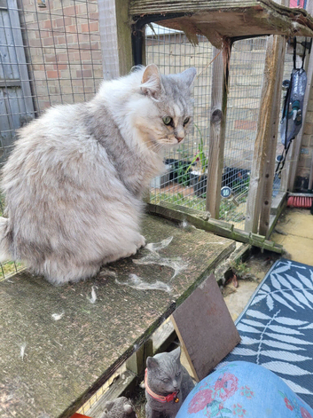 Nikki, 5 yo female Kurillian Bobtail needs new home
