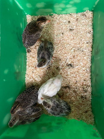 Guinea fowl keets