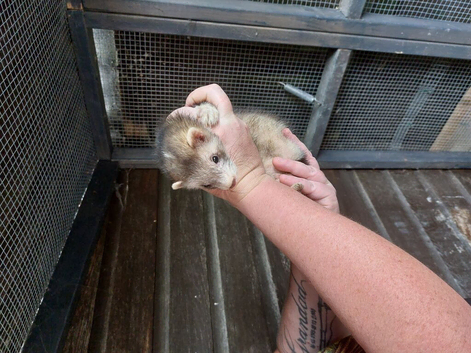 4 month old Hobs