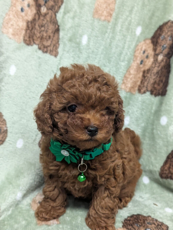 Adorable Asian red toy poodles