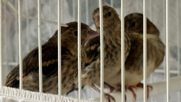 Goldfinches mule