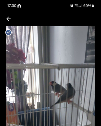 Breeding pair of java finch