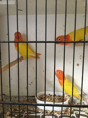 Lutino dec/ino +other Fischer lovebirds