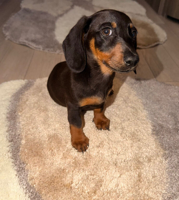 4 beautiful dachshunds