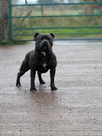 stunning solid blue staffy  for stud kc reg