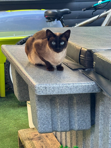 Siamese seal point