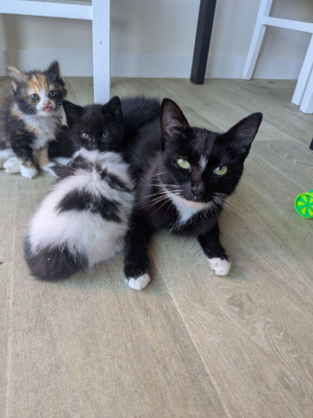 6 Beautiful, Happy & Healthy Kittens Ready for Loving Homes