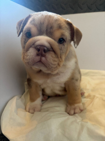 Puppies available