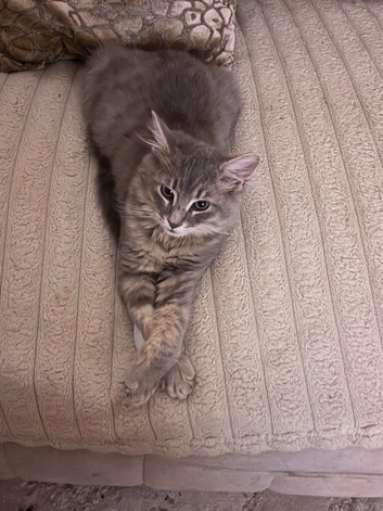 Beautiful blue very long haired Persian cross