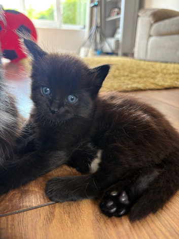 Male ragdoll kitten