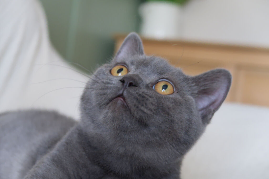Beautiful Female TICA Non active / active