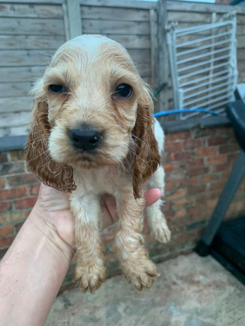 Cocker spaniels