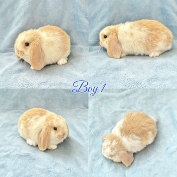 Baby Mini Lops ready to leave
