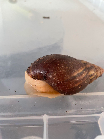 3 African snails