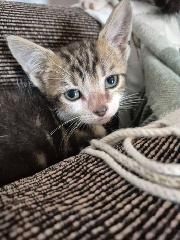 1 beautiful male kitten looking for new forever homes happy to do 2 for deal if go together