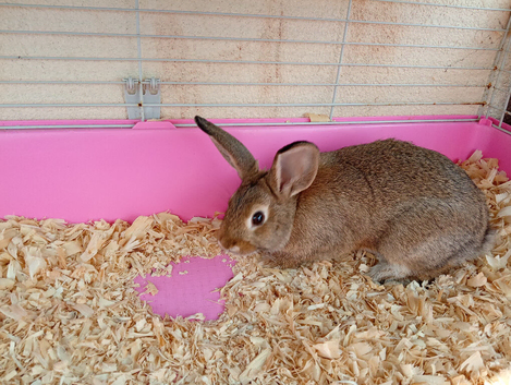 Mini lop bucks