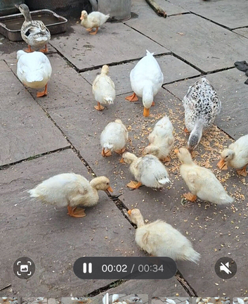 Beautiful call x miniature silver appleyard duckings