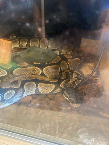 Ball python and setup
