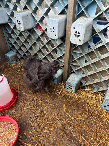 USA silkie cockerel