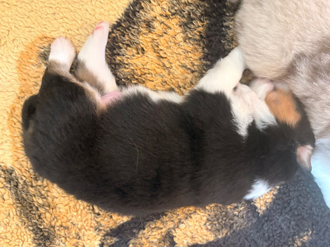 Quality Australian shepherd pups