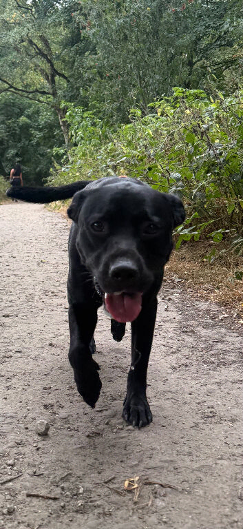 Rehoming Lab cross