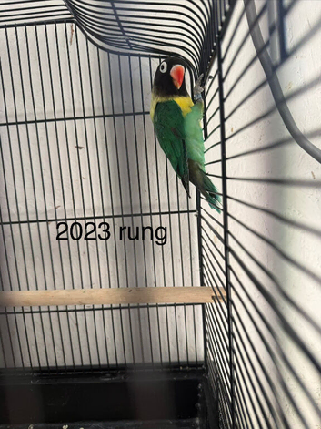 4 lovebirds with cage