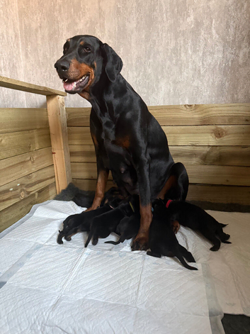 4 beautiful Male Doberman pups looking for forever homes