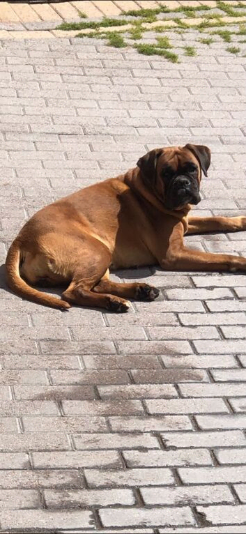 Boxer girl