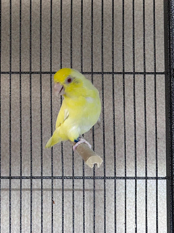 Beautiful female Lutino Parrotlet