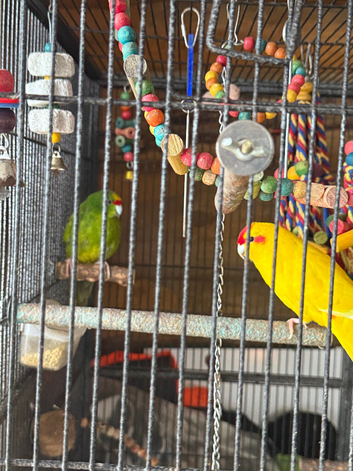 2 kakariki&rsquo;s