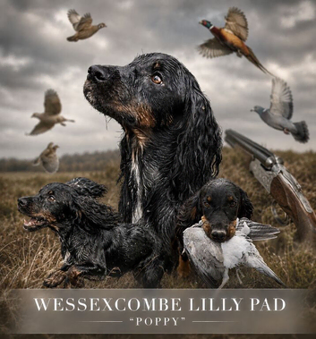 Kc reg Working cocker spaniel puppies