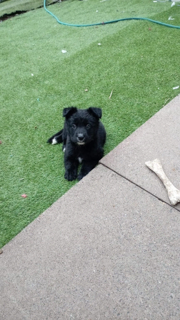 German Shepherd cross Belgian mali pups
