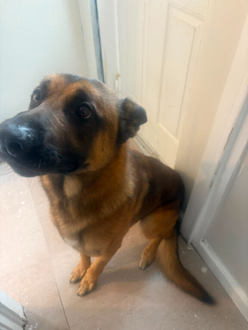 2 year old shepherd cross mali boy