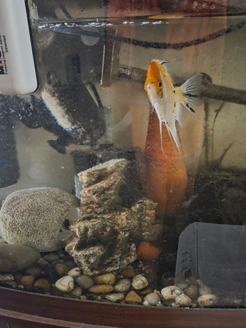 Mixture of tropical fish