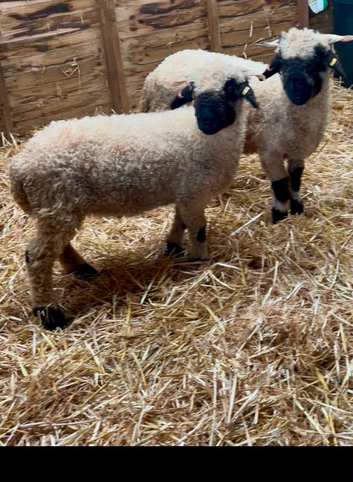 Valais wethers