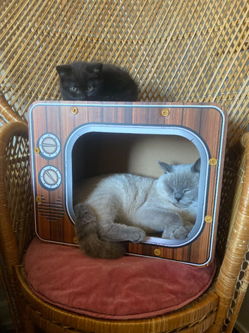 Quality Bsh kittens