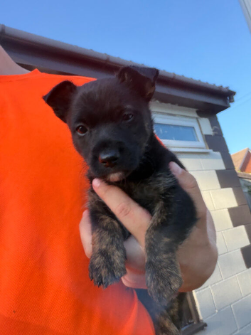 scottish terrier Puppy 2 boys
