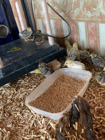 Two week old chicks