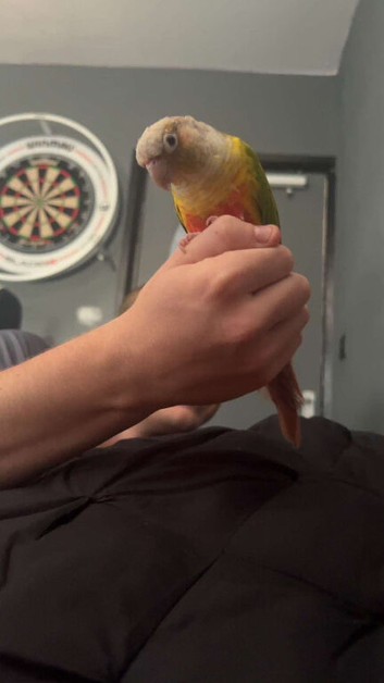 parrot pineapple conure