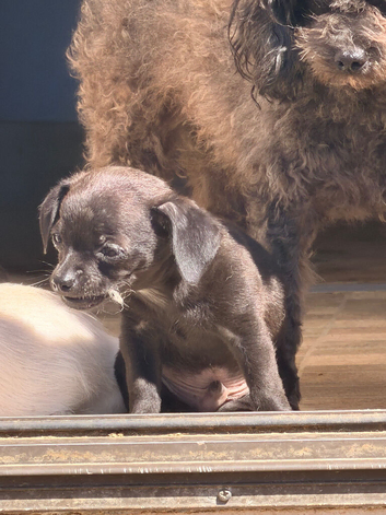 Chihuahua x toy poodle for 5* homes