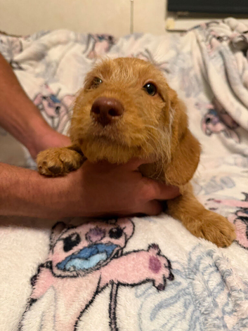 2 Pups for sale 1 Boy 1 Girl