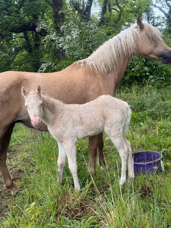 Mare and foal
