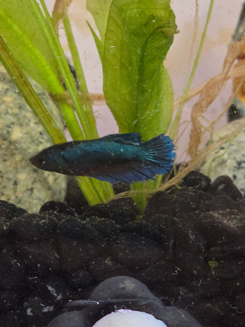 Needs a loving new home